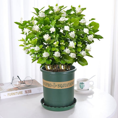 LAST DAY Promotion 49% OFF 🌸 Jasmine Potted Plant (Can be planted in winter)