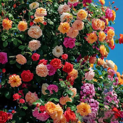 💐Heirloom Perennials Climbing Rose Seeds