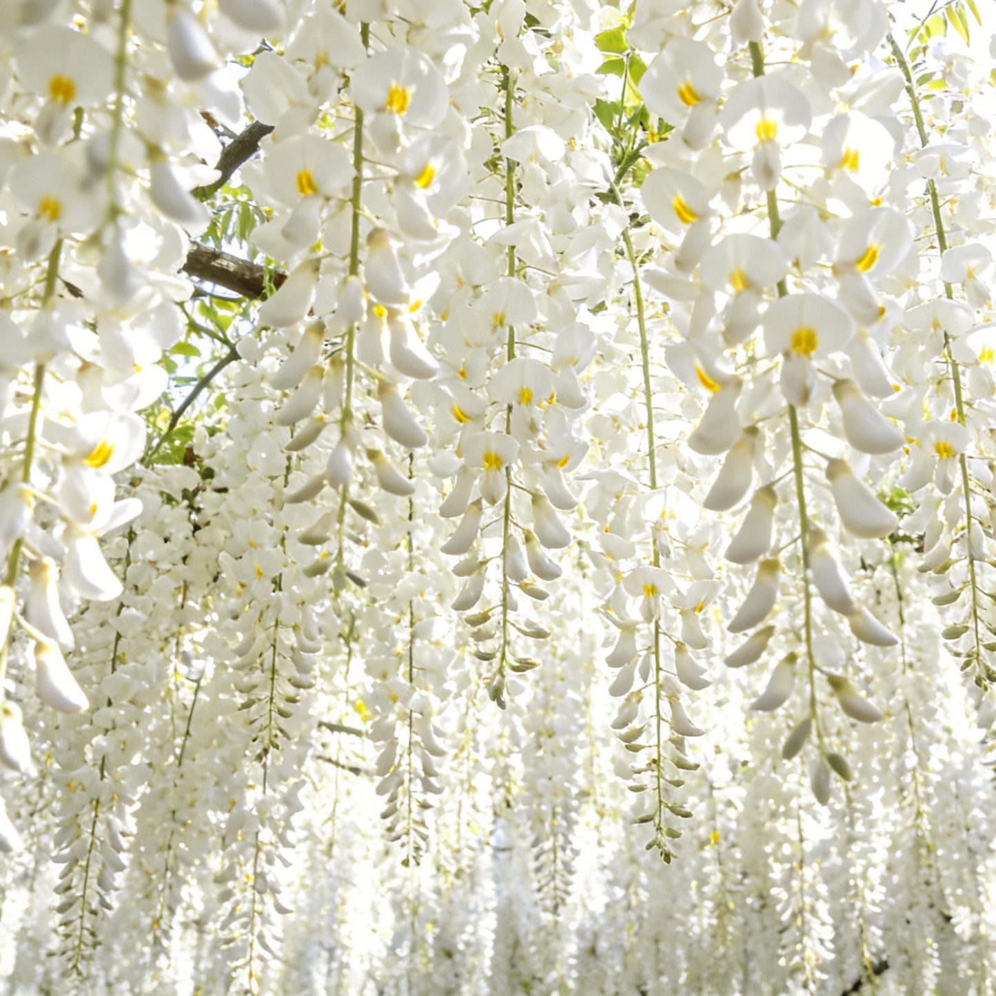 💐 Midnight Perfume -🌼Jasmine Flower Seeds（very easy to grow)