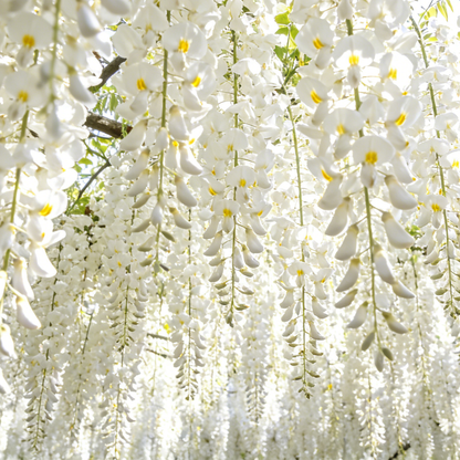 💐 Midnight Perfume -🌼Jasmine Flower Seeds（very easy to grow)