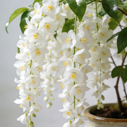💐 Midnight Perfume -🌼Jasmine Flower Seeds（very easy to grow)