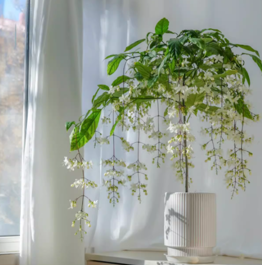 🌸 Last Day 49% OFF – Winter-Friendly Hanging Jasmine—Dreamy Indoor Flower🌿❄️