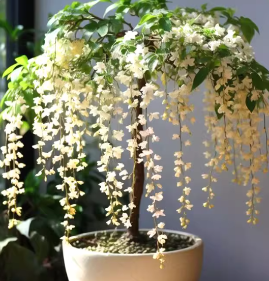 💐 Midnight Perfume -🌼Jasmine Flower Seeds（very easy to grow)