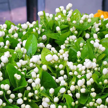 LAST DAY Promotion 49% OFF 🌸 Jasmine Potted Plant (Can be planted in winter)