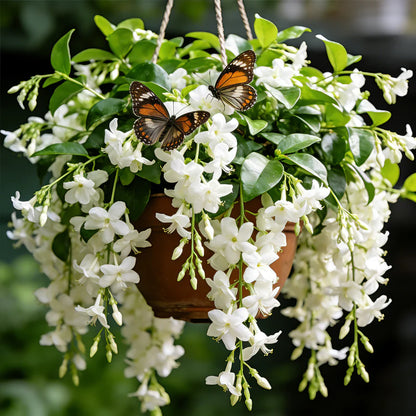 💐 Midnight Perfume -🌼Jasmine Flower Seeds（very easy to grow)