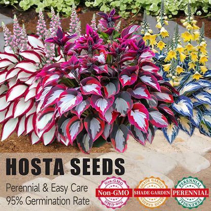 🔥Last day clearance🔥Premium Rare Hosta Seeds🌿Shade-Tolerant Plant