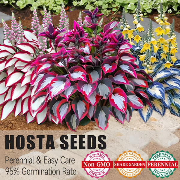 🔥Last day clearance🔥Premium Rare Hosta Seeds🌿Shade-Tolerant Plant