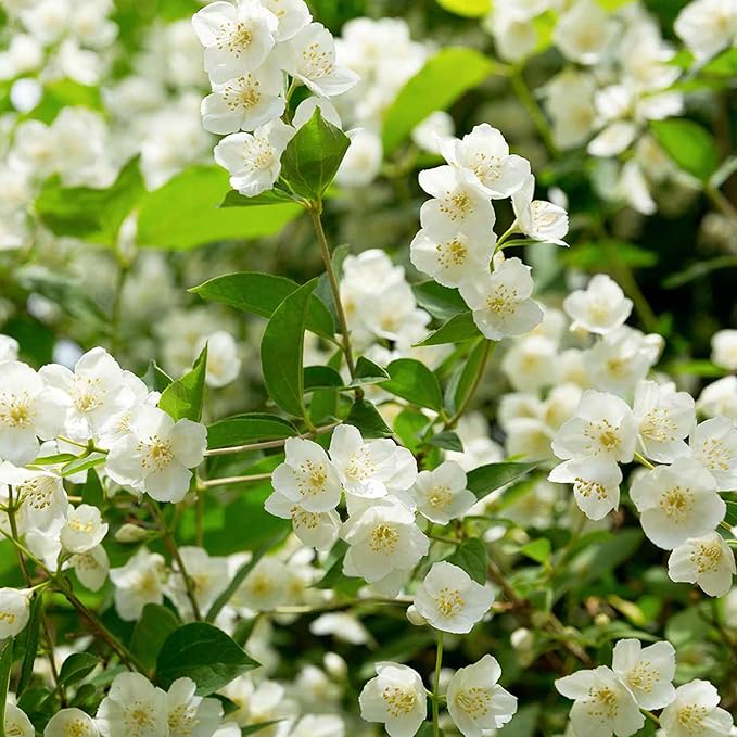 LAST DAY Promotion 49% OFF 🌸 Jasmine Potted Plant (Can be planted in winter)