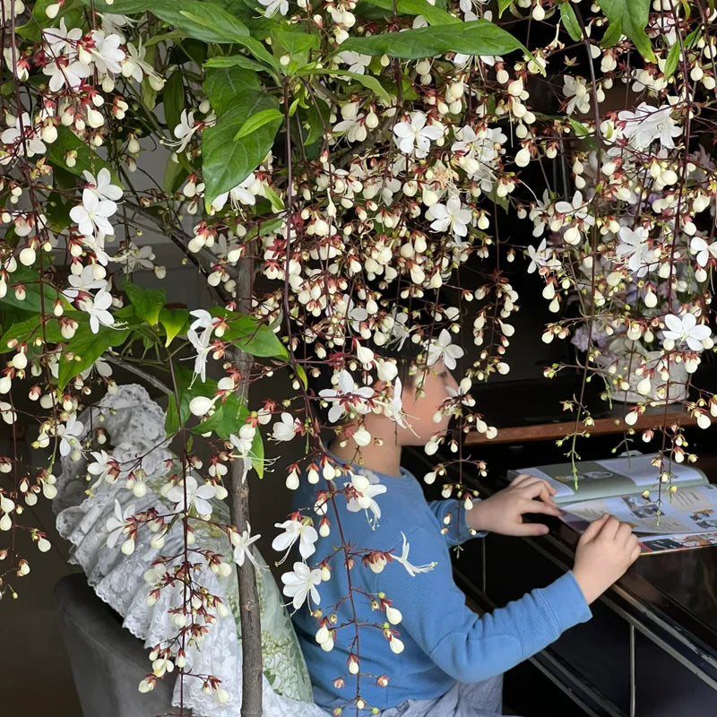 💐 Midnight Perfume -🌼Jasmine Flower Seeds（very easy to grow)