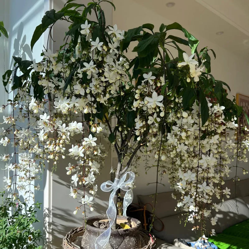 💐 Midnight Perfume -🌼Jasmine Flower Seeds（very easy to grow)