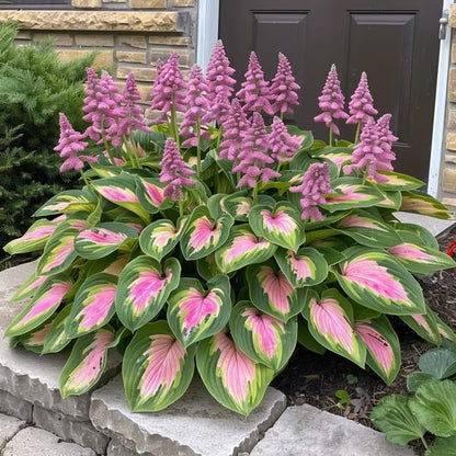 🔥Last day clearance🔥Premium Rare Hosta Seeds🌿Shade-Tolerant Plant