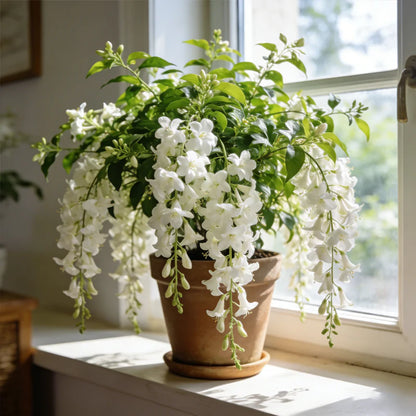 💐 Midnight Perfume -🌼Jasmine Flower Seeds（very easy to grow)