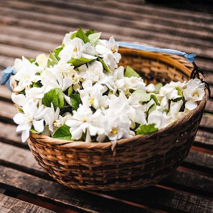 LAST DAY Promotion 49% OFF 🌸 Jasmine Potted Plant (Can be planted in winter)