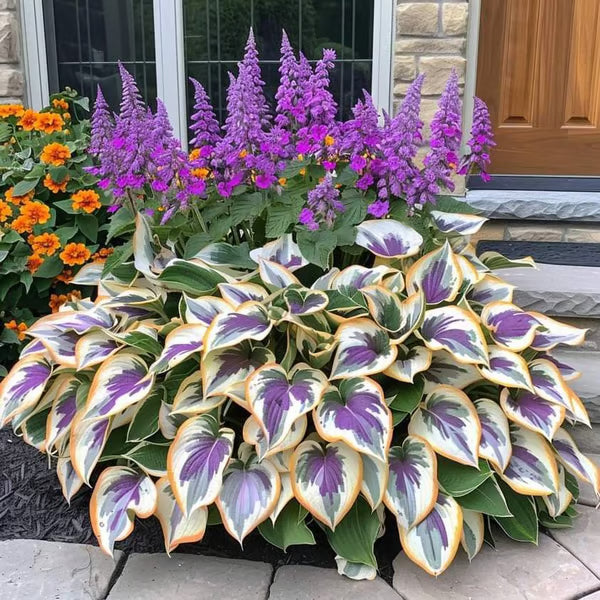 🔥Last day clearance🔥Premium Rare Hosta Seeds🌿Shade-Tolerant Plant