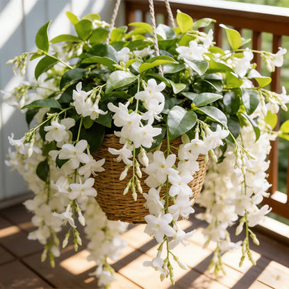 💐 Midnight Perfume -🌼Jasmine Flower Seeds（very easy to grow)