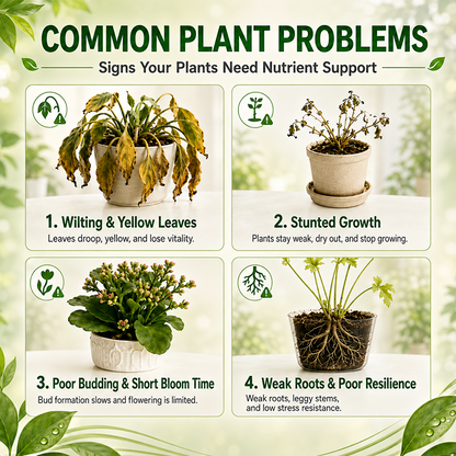 Plant Energy Bar | Boost Your Houseplants Growth Easily